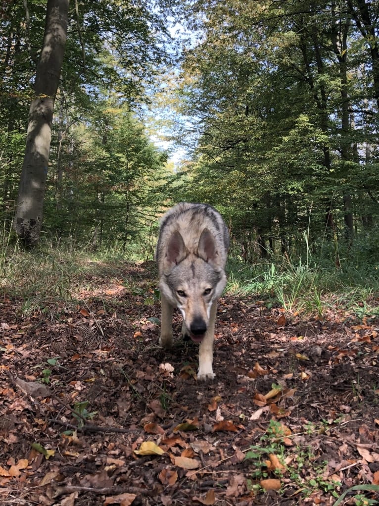 Caya, a Czechoslovakian Vlcak tested with EmbarkVet.com