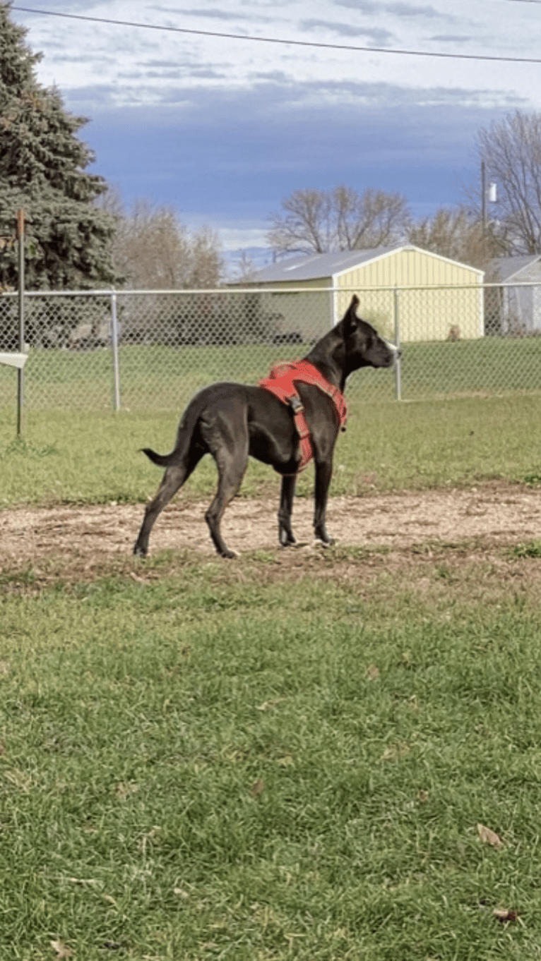 Oakley, a Great Dane and German Shepherd Dog mix tested with EmbarkVet.com