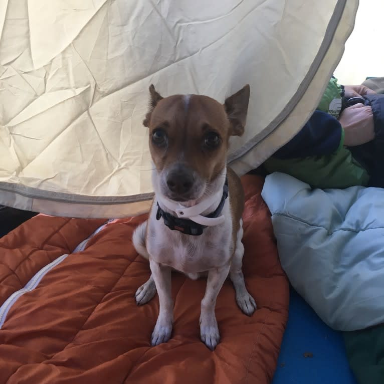 Happy, a Chihuahua and Poodle (Small) mix tested with EmbarkVet.com