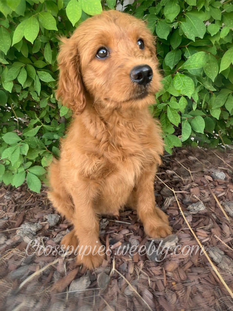 Gray Collar, a Goldendoodle tested with EmbarkVet.com