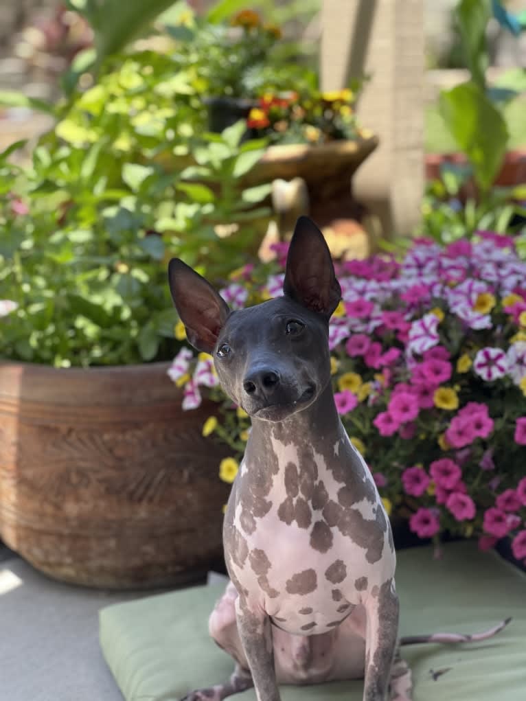 Louie, an American Hairless Terrier tested with EmbarkVet.com