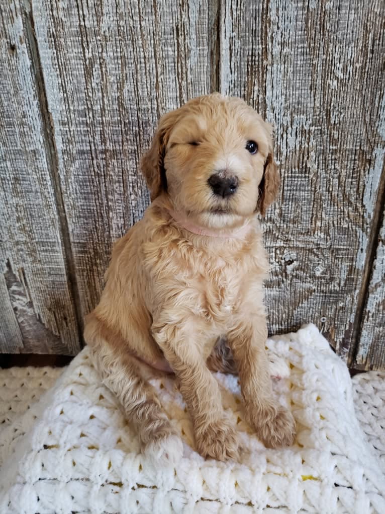 Snow (Mabel), a Goldendoodle tested with EmbarkVet.com