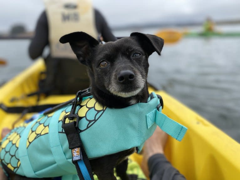 Hazel, a Chihuahua and Poodle (Small) mix tested with EmbarkVet.com