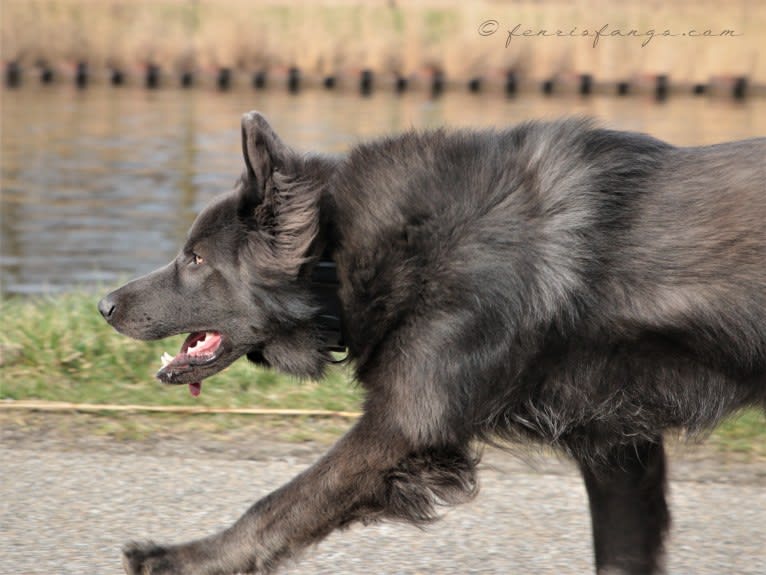 VERGIL, a German Shepherd Dog tested with EmbarkVet.com