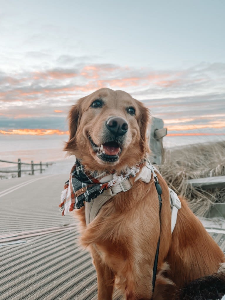 Marley, a Golden Retriever tested with EmbarkVet.com