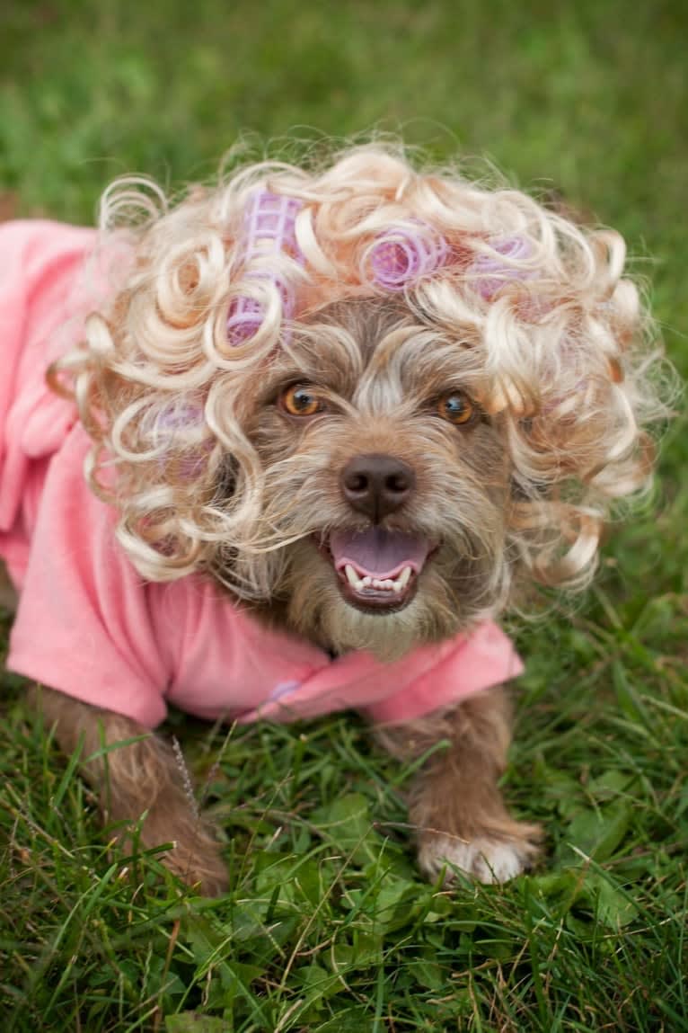 Bella, a Poodle (Small) and Pekingese mix tested with EmbarkVet.com