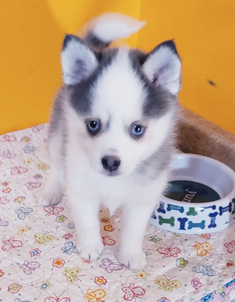 Peaches, a Pomsky tested with EmbarkVet.com