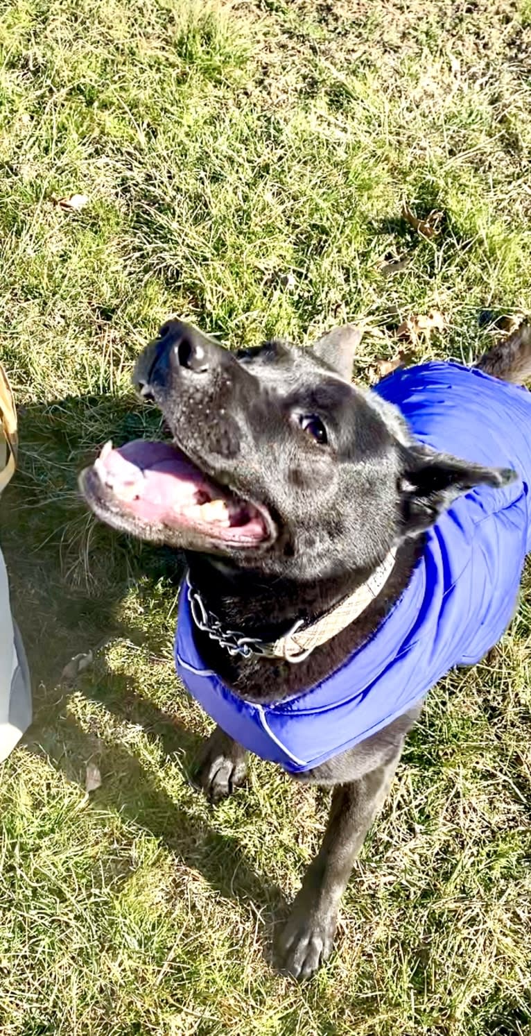 Tessa, an Akita and American Pit Bull Terrier mix tested with EmbarkVet.com