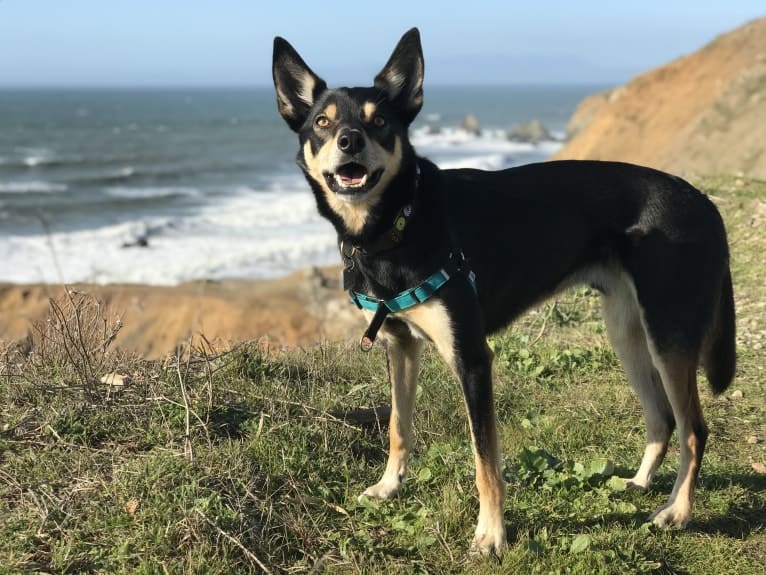 Sonny, an Australian Kelpie tested with EmbarkVet.com