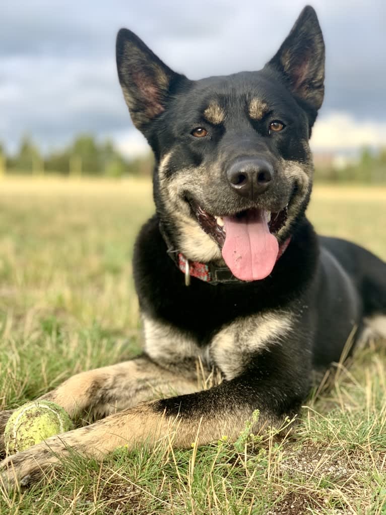 Rome, a Siberian Husky and Labrador Retriever mix tested with EmbarkVet.com