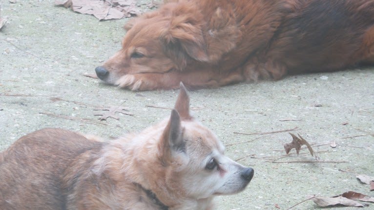 Lassie, a Pomeranian and Rat Terrier mix tested with EmbarkVet.com