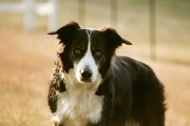 Jack, a Border Collie tested with EmbarkVet.com