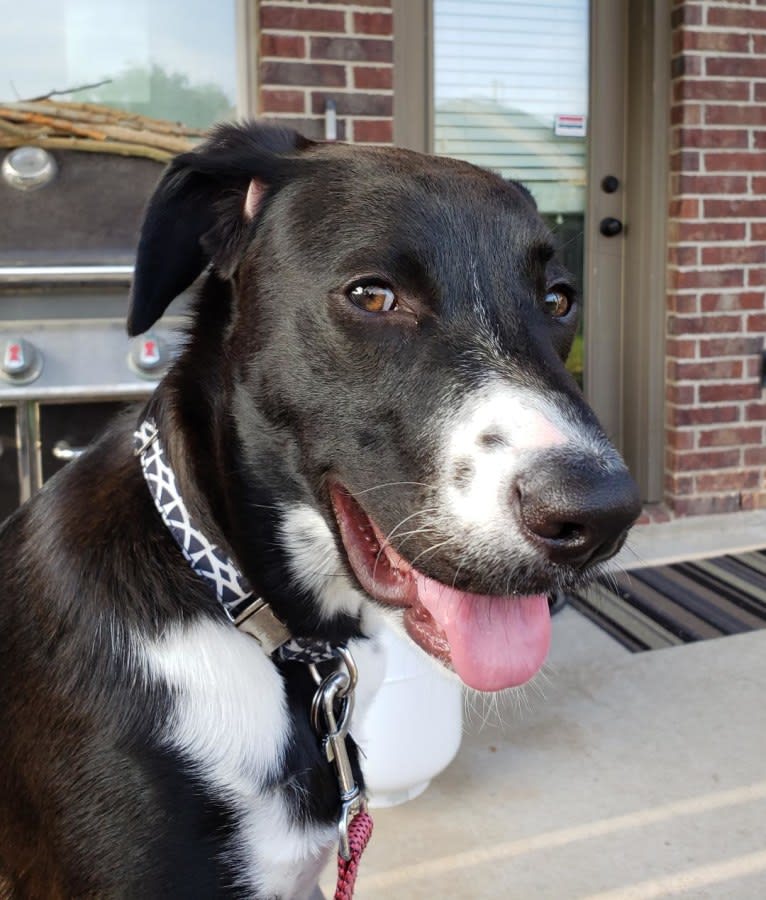 JoJo, an American Pit Bull Terrier and Labrador Retriever mix tested with EmbarkVet.com