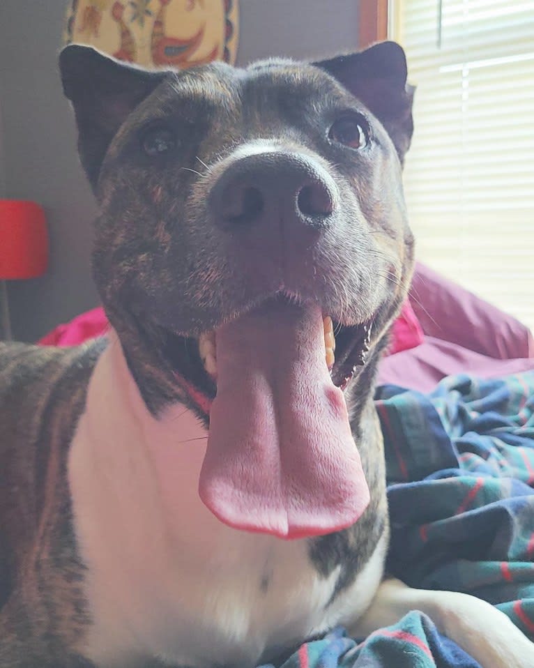 Latke, an American Pit Bull Terrier and Australian Cattle Dog mix tested with EmbarkVet.com