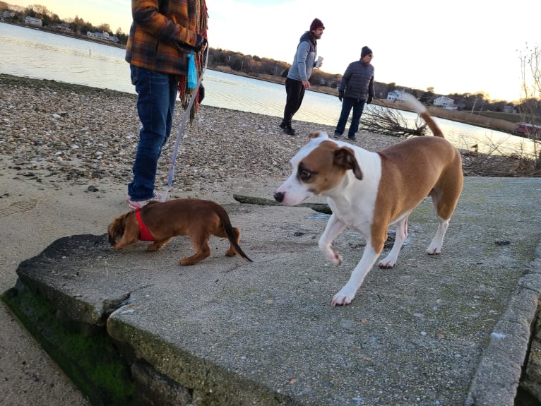 Klaus, an American Pit Bull Terrier and Chihuahua mix tested with EmbarkVet.com