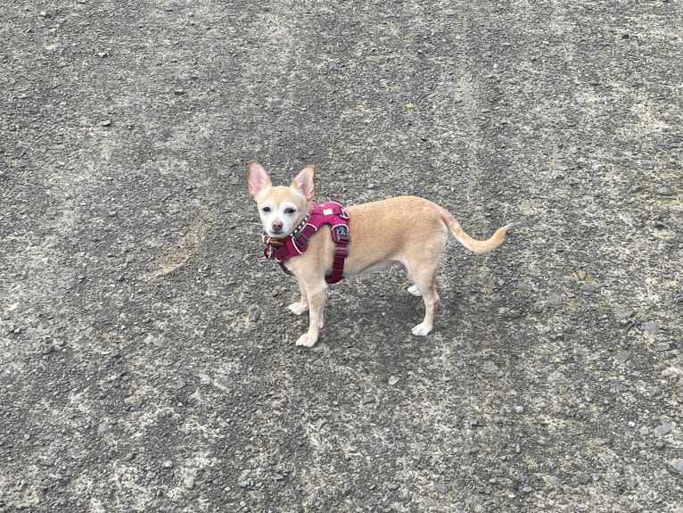 Rylie, a Chihuahua tested with EmbarkVet.com