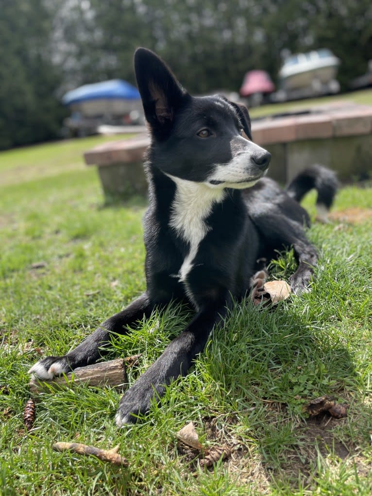 Trixie, a German Shepherd Dog and Russell-type Terrier mix tested with EmbarkVet.com