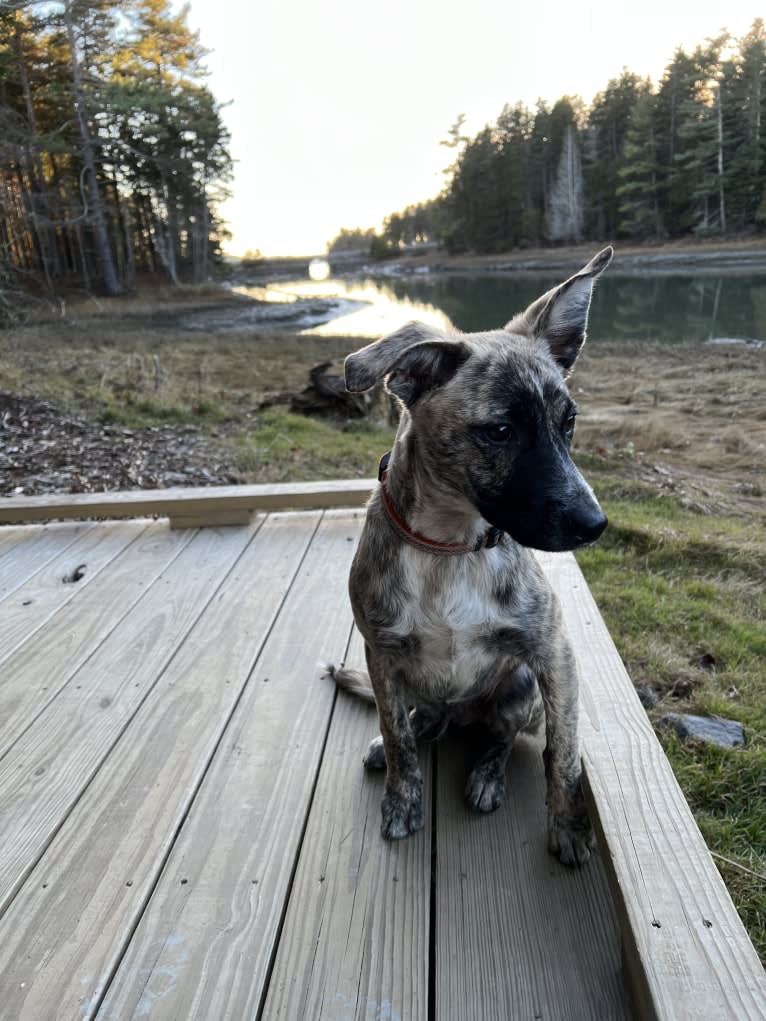 Paco, an American Pit Bull Terrier and Australian Cattle Dog mix tested with EmbarkVet.com