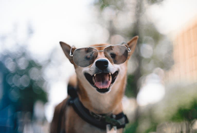 Kyoto, a Shiba Inu tested with EmbarkVet.com