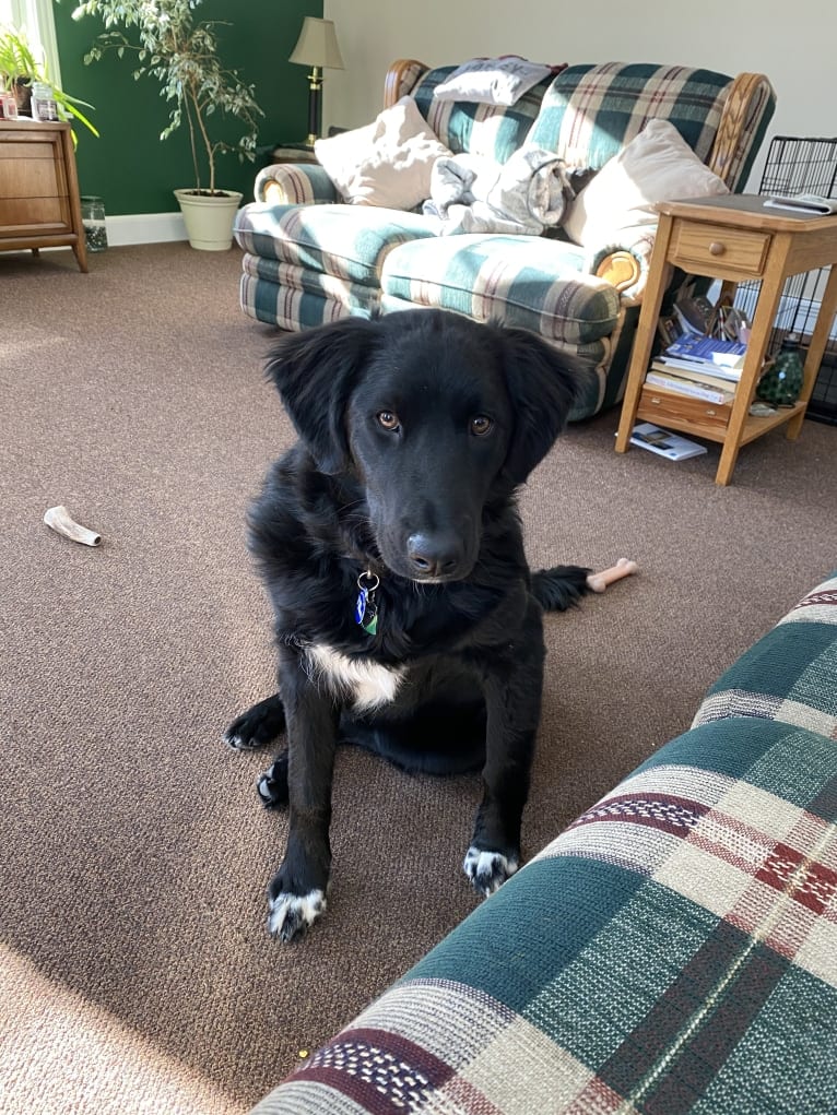 Care Bear Ross, a Labrador Retriever and Australian Cattle Dog mix tested with EmbarkVet.com