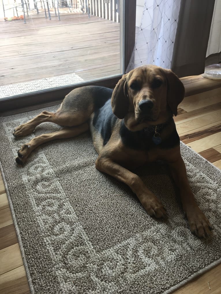 Marley, a Bloodhound and Treeing Walker Coonhound mix tested with EmbarkVet.com