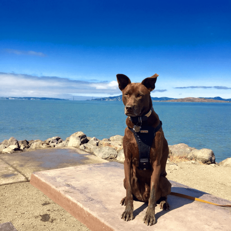 Benny, a Formosan Mountain Dog tested with EmbarkVet.com