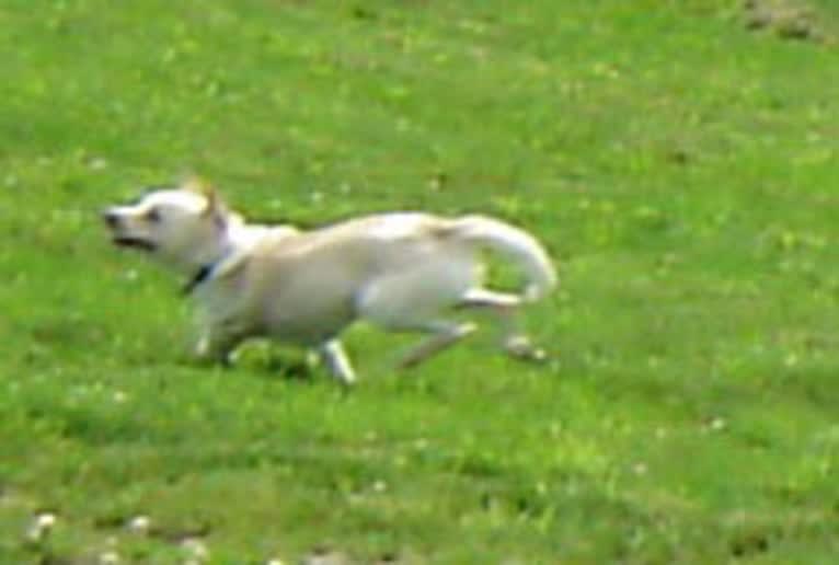 Nicco, a Russell-type Terrier and Bichon Frise mix tested with EmbarkVet.com