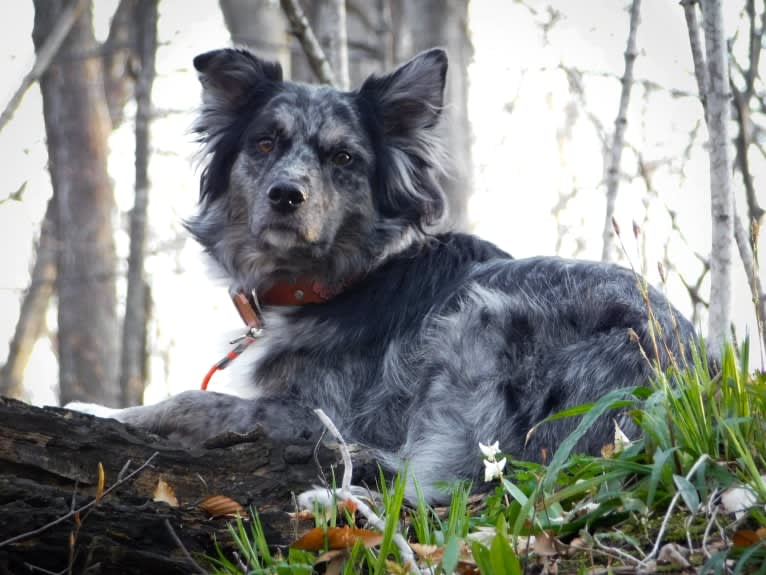 Dakota, an Australian Shepherd tested with EmbarkVet.com