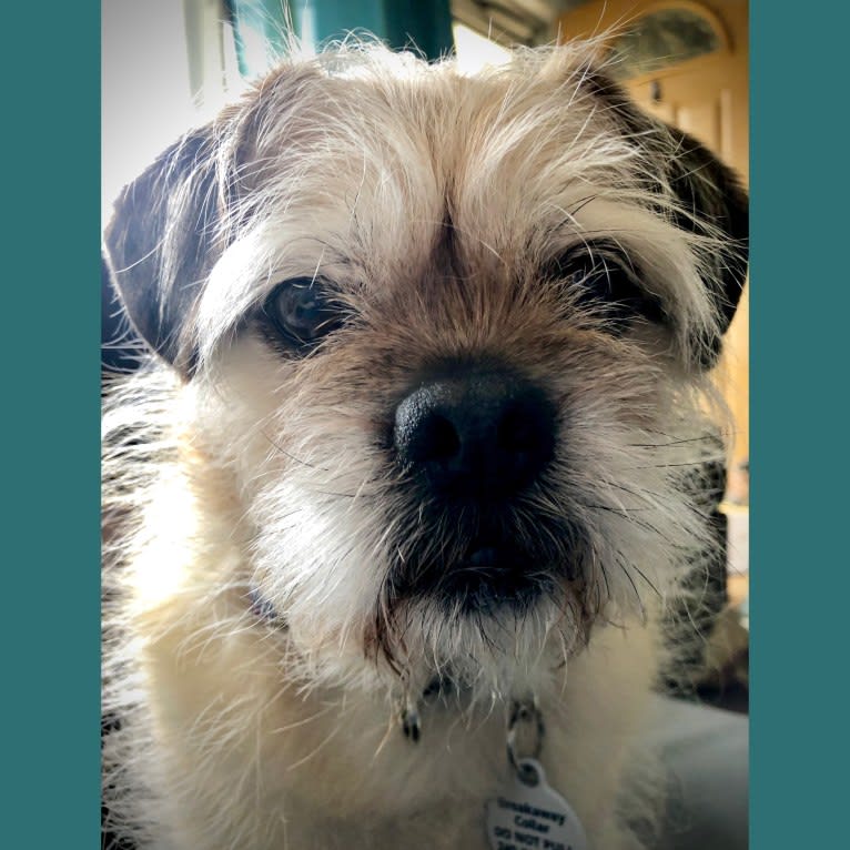 Winston, a Pugapoo tested with EmbarkVet.com