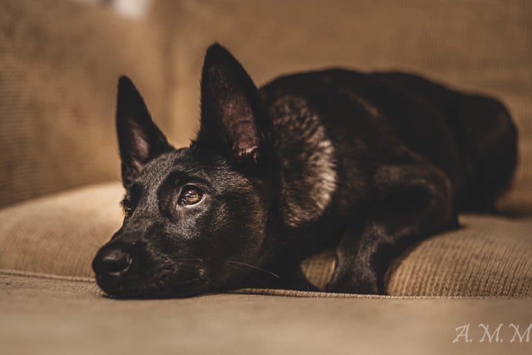 Franky, a Belgian Shepherd tested with EmbarkVet.com