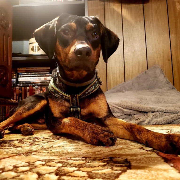 Boone, a Catahoula Leopard Dog and Poodle (Small) mix tested with EmbarkVet.com