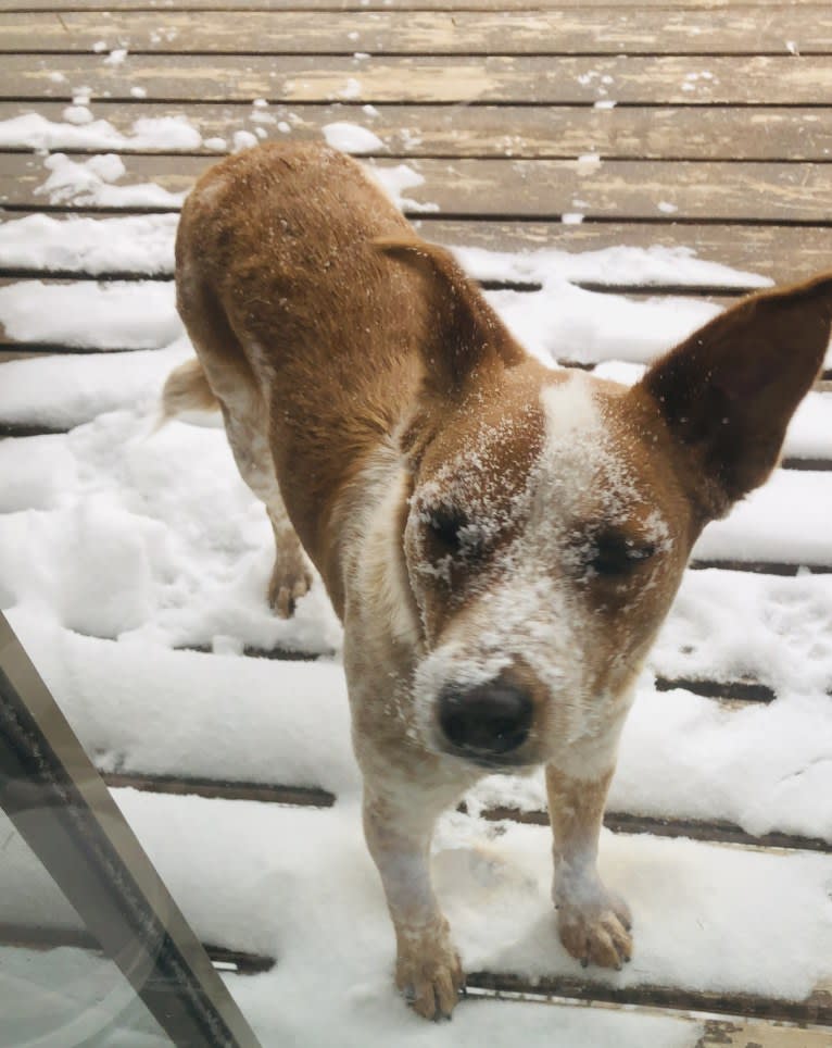 Gabby, an Australian Cattle Dog and American Pit Bull Terrier mix tested with EmbarkVet.com