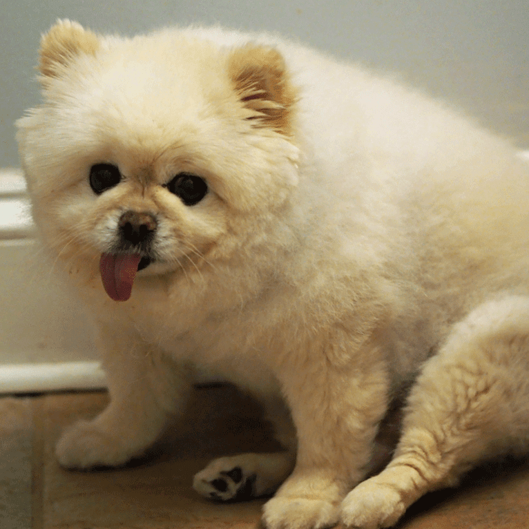 Gucci, a Pomeranian and Pekingese mix tested with EmbarkVet.com