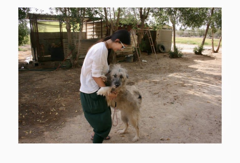 Charybdis, an Arabian Village Dog tested with EmbarkVet.com