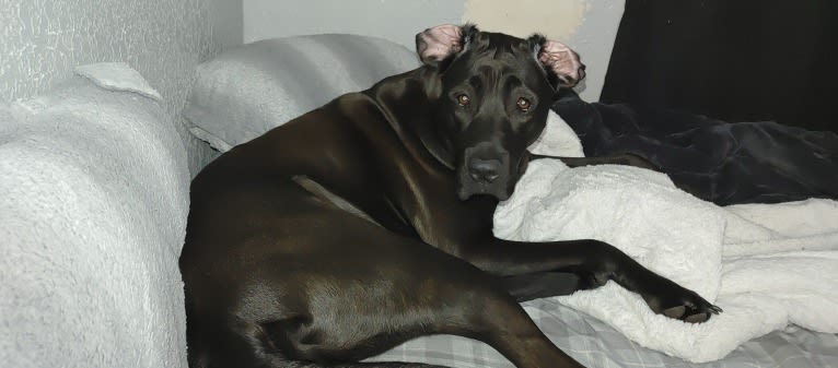 Ottis, a Perro de Presa Canario and English Springer Spaniel mix tested with EmbarkVet.com