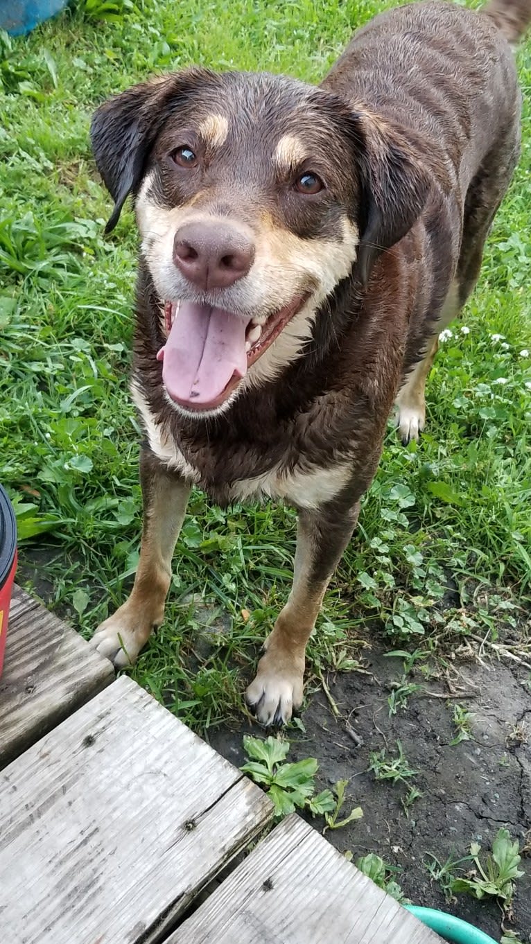 Kuemper, a Labrador Retriever and Golden Retriever mix tested with EmbarkVet.com