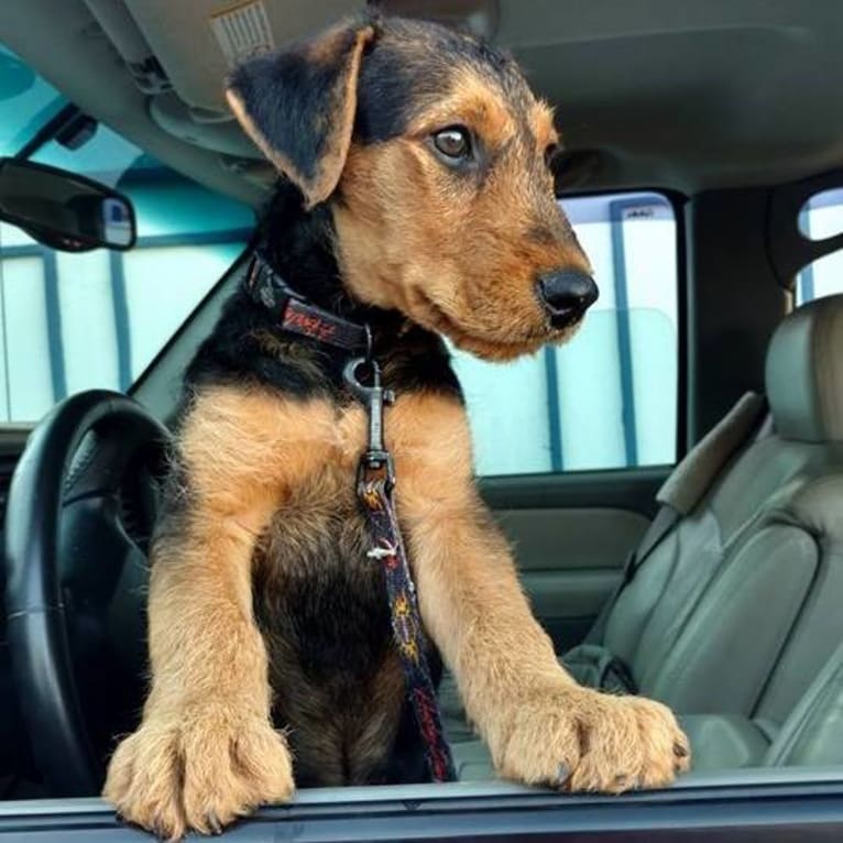 Kratos, an Airedale Terrier tested with EmbarkVet.com