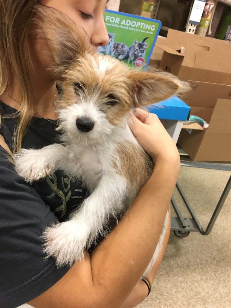 Finn, a Papillon and Maltese mix tested with EmbarkVet.com