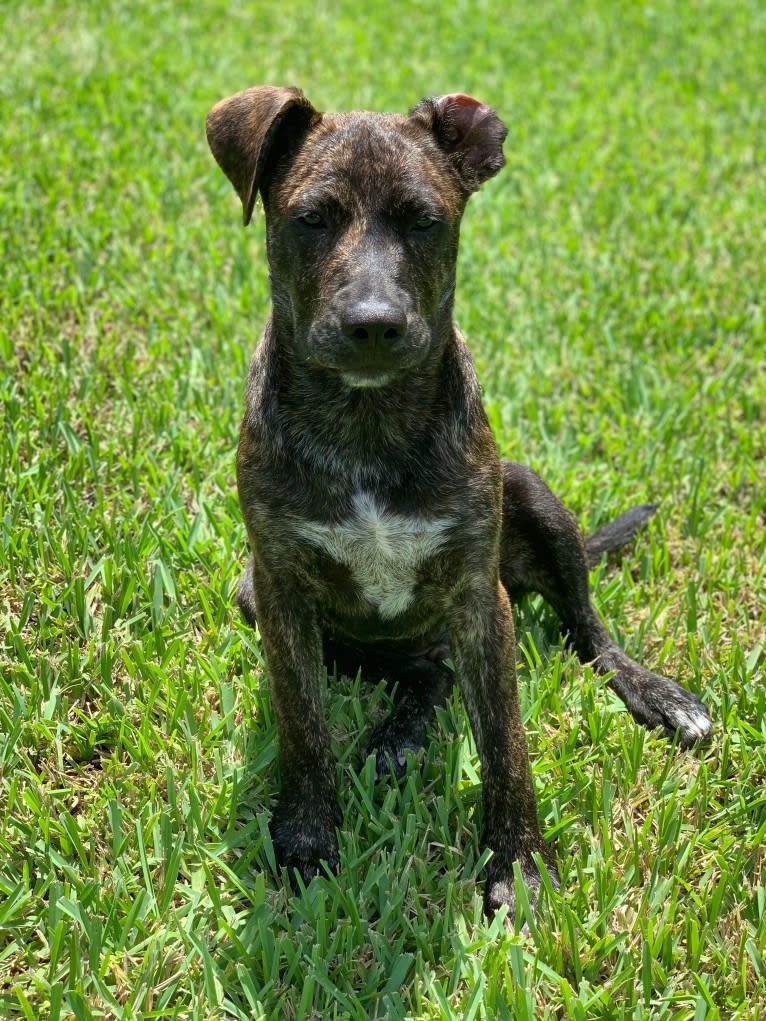 Ragu, an American Pit Bull Terrier and Siberian Husky mix tested with EmbarkVet.com