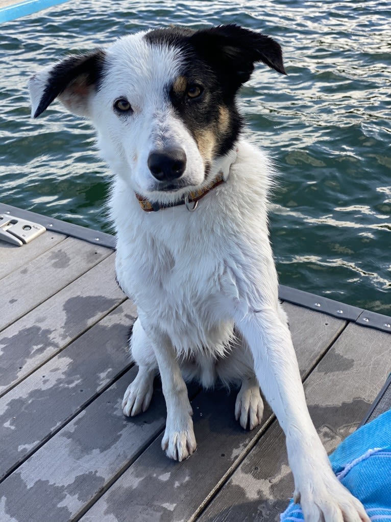 Auzzie, a Border Collie and Australian Cattle Dog mix tested with EmbarkVet.com