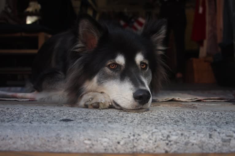 Klaus, a Siberian Husky and Border Collie mix tested with EmbarkVet.com