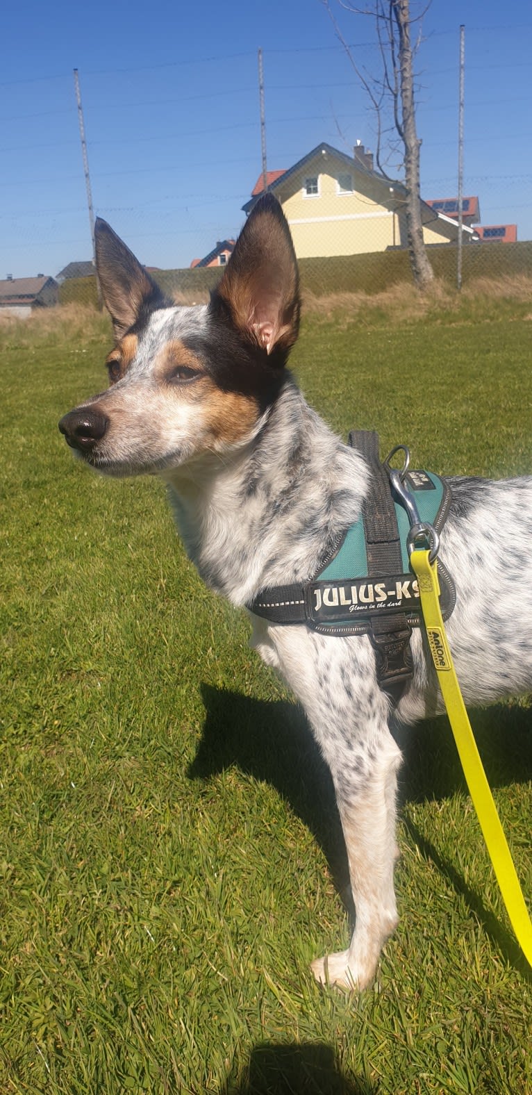 Bruce, an Eastern European Village Dog tested with EmbarkVet.com