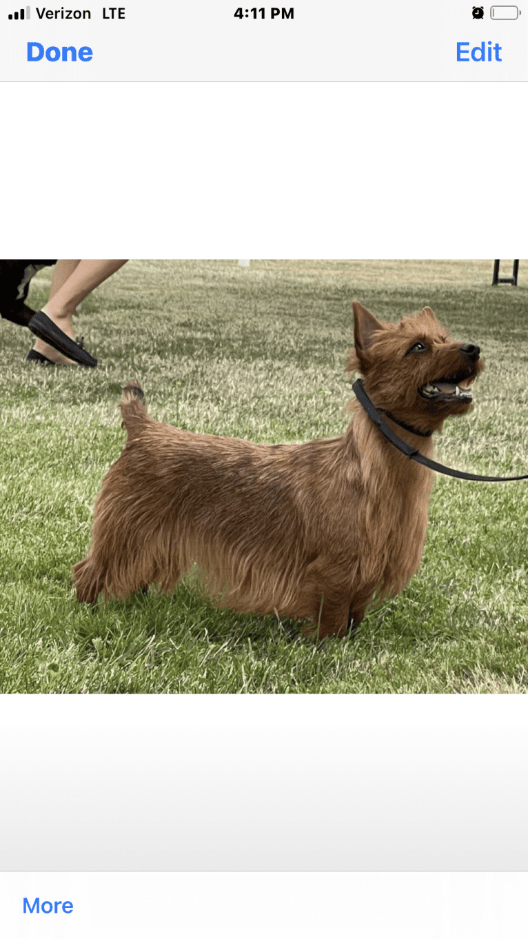 adela, an Australian Terrier tested with EmbarkVet.com