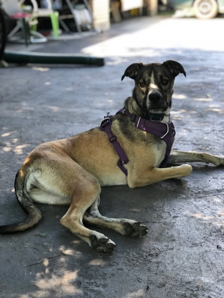 Pepper Ann, an American Bulldog and Siberian Husky mix tested with EmbarkVet.com