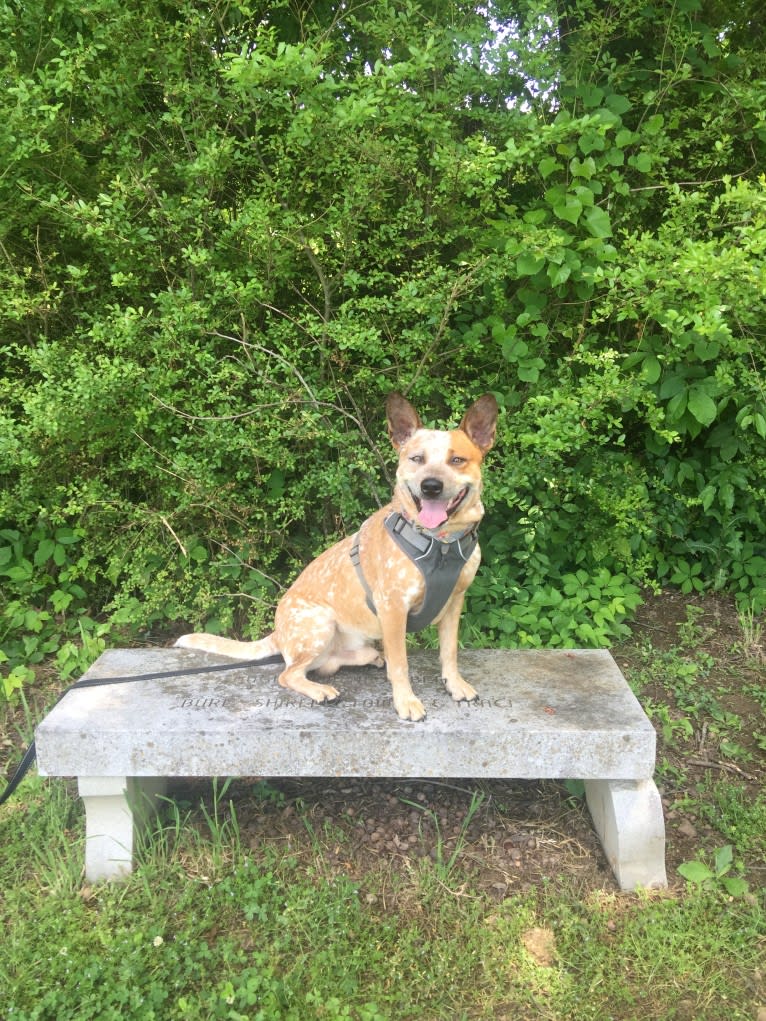 Frost, an Australian Cattle Dog tested with EmbarkVet.com