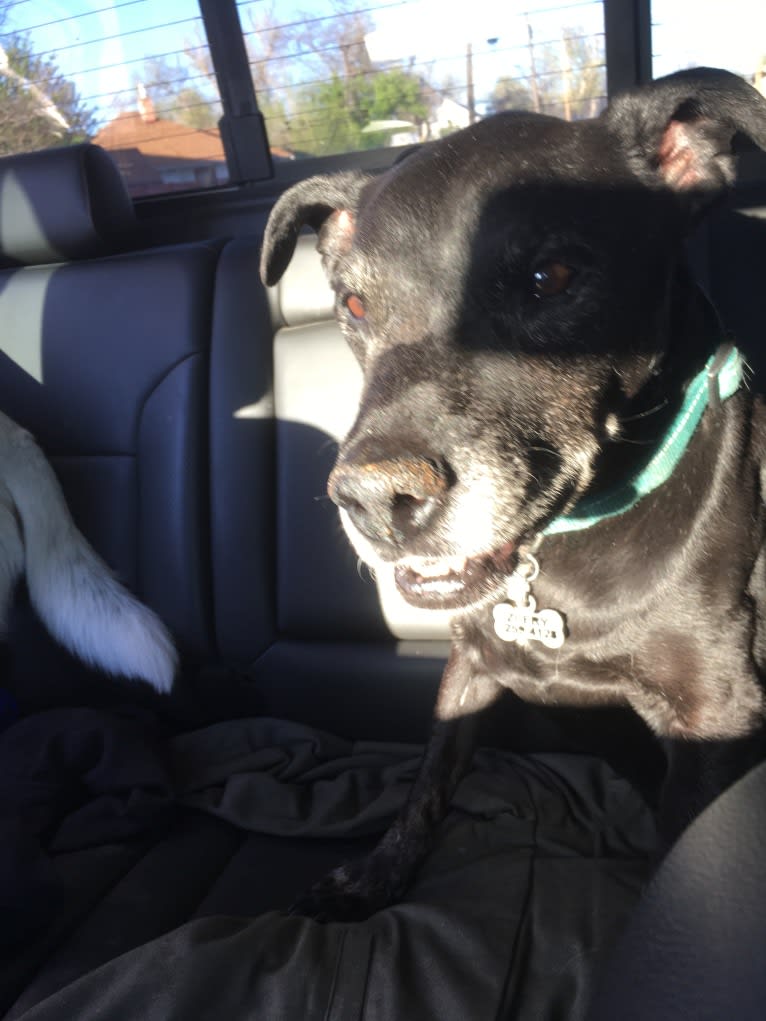 Zef, an American Pit Bull Terrier and Labrador Retriever mix tested with EmbarkVet.com