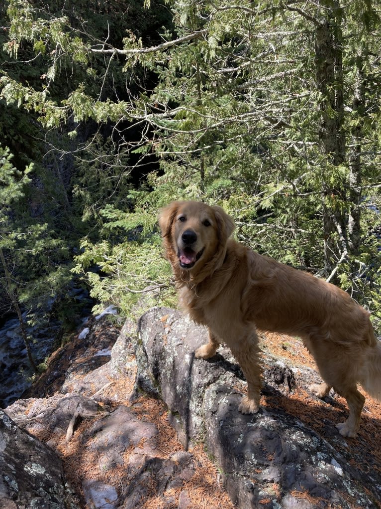 Timber “Gross Manor’s I’ll Be The One You Won’t Forget”, a Golden Retriever tested with EmbarkVet.com