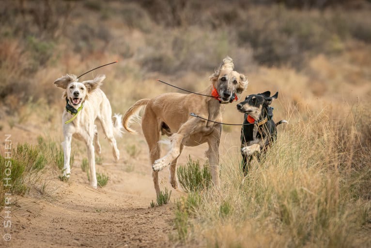 Orly, a Saluki tested with EmbarkVet.com