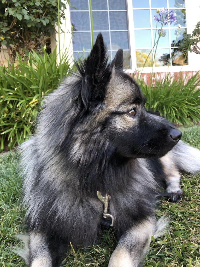 Thor, a Keeshond tested with EmbarkVet.com