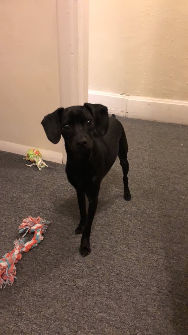 Brucifer, a Cocker Spaniel and Miniature Pinscher mix tested with EmbarkVet.com